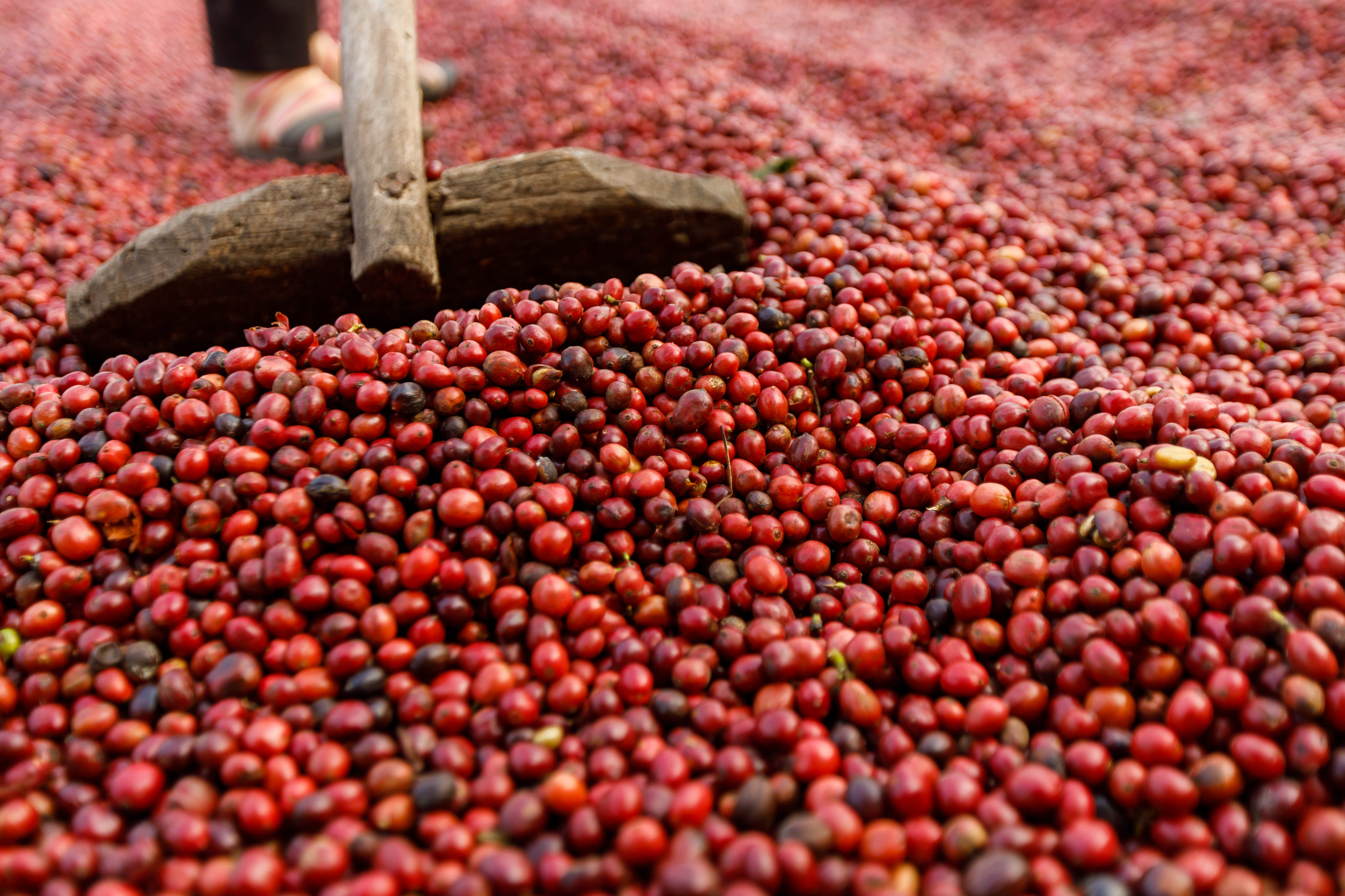 Colheita de café na área de atuação da Cooxupé alcança 47,3%
