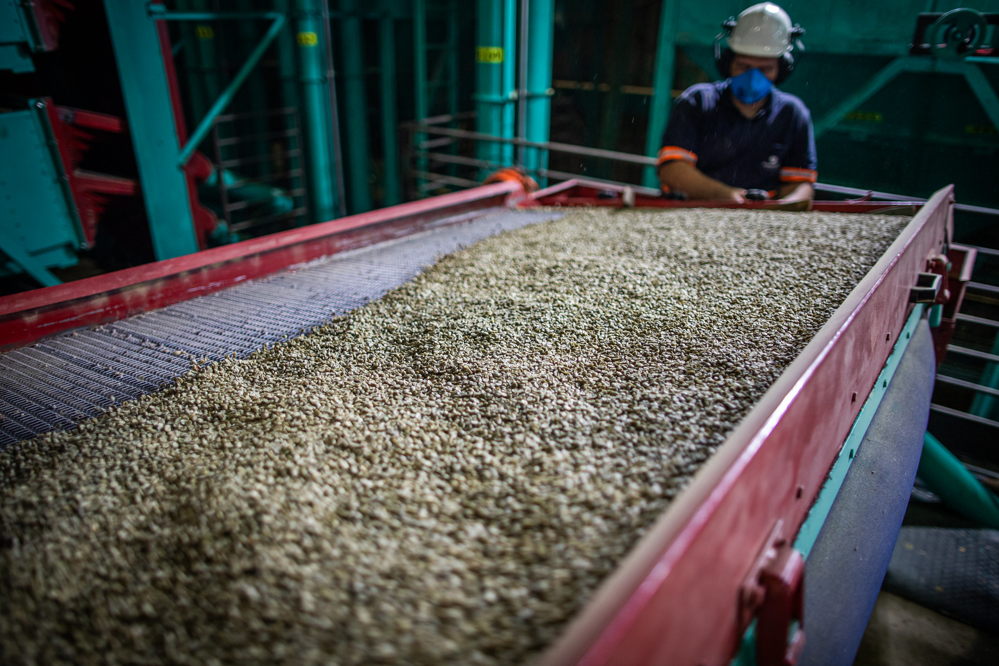 Café abre sem direção única e mercado trava com pressão da safra brasileira e oferta global maior