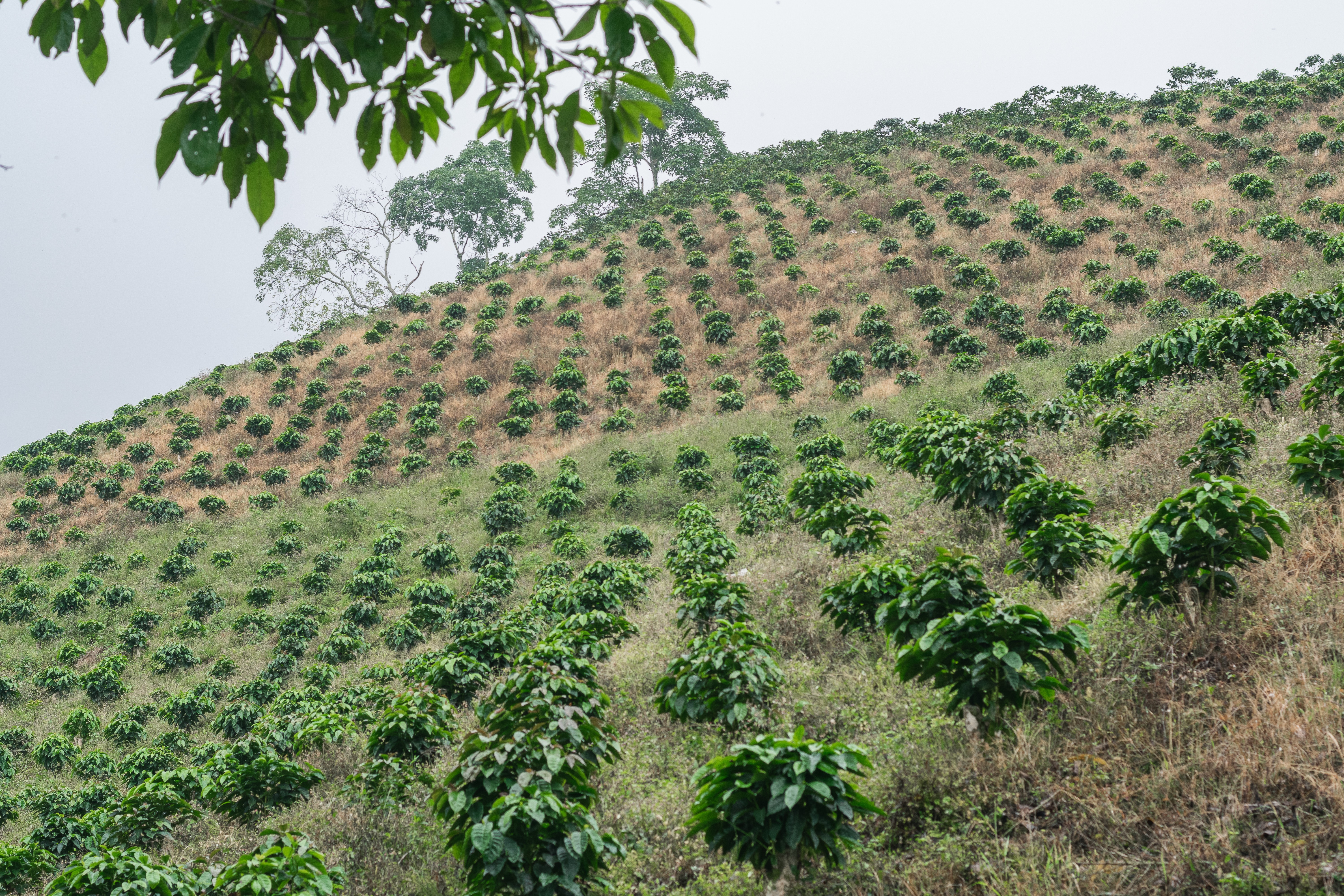 Café regenerativo avança no Brasil, atrai multinacionais e pode elevar renda no campo