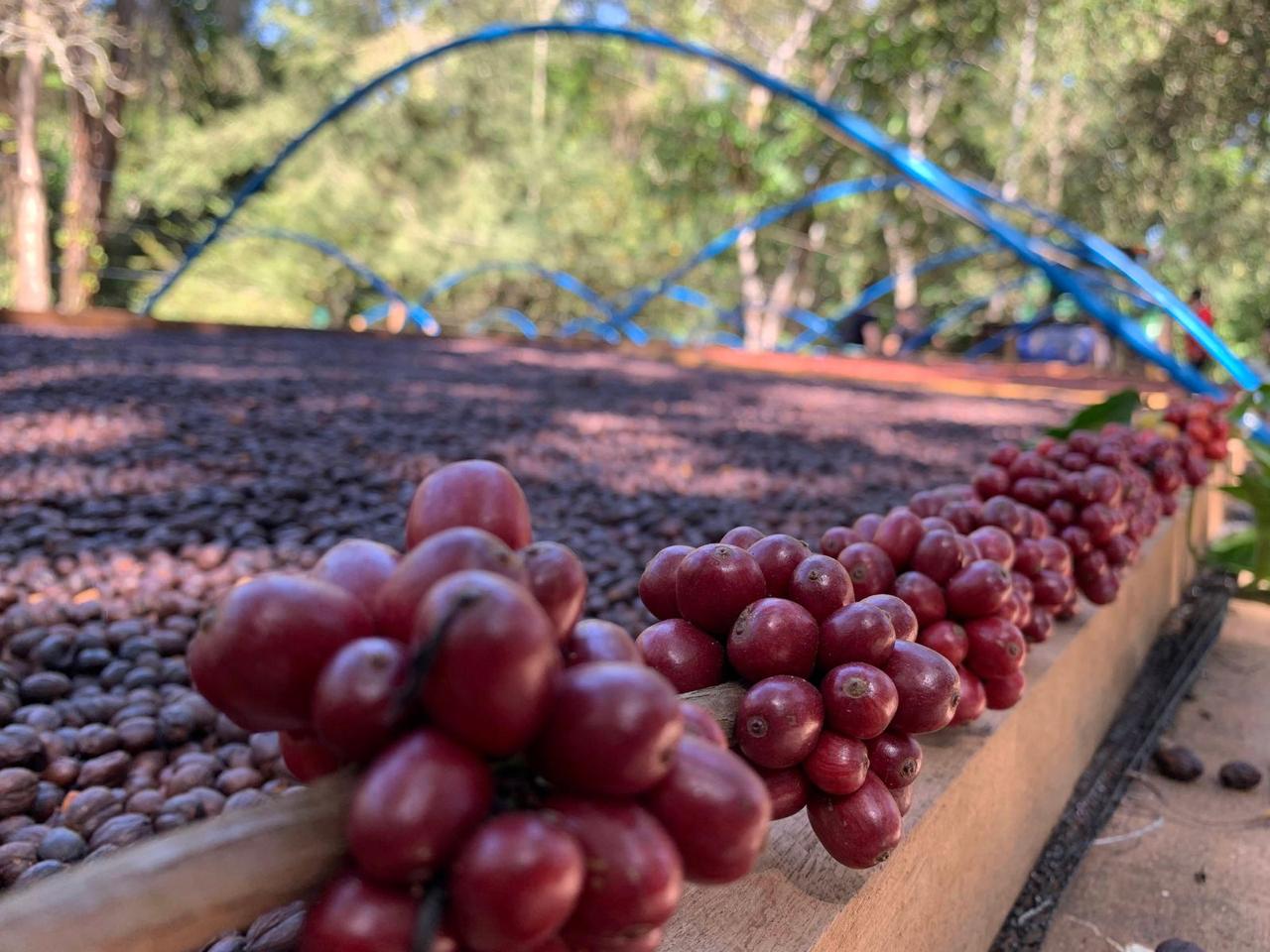 Preços do café robusta sobem em Londres na manhã desta 3ª feira (23) diante demora nas vendas no Vietnã