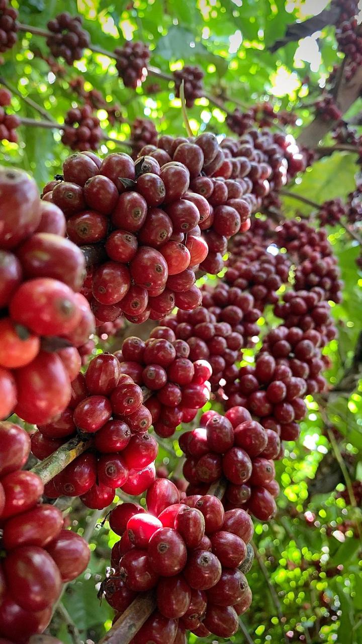 Café termina o dia sem direção única com mercado dividido entre colheita e clima no Brasil