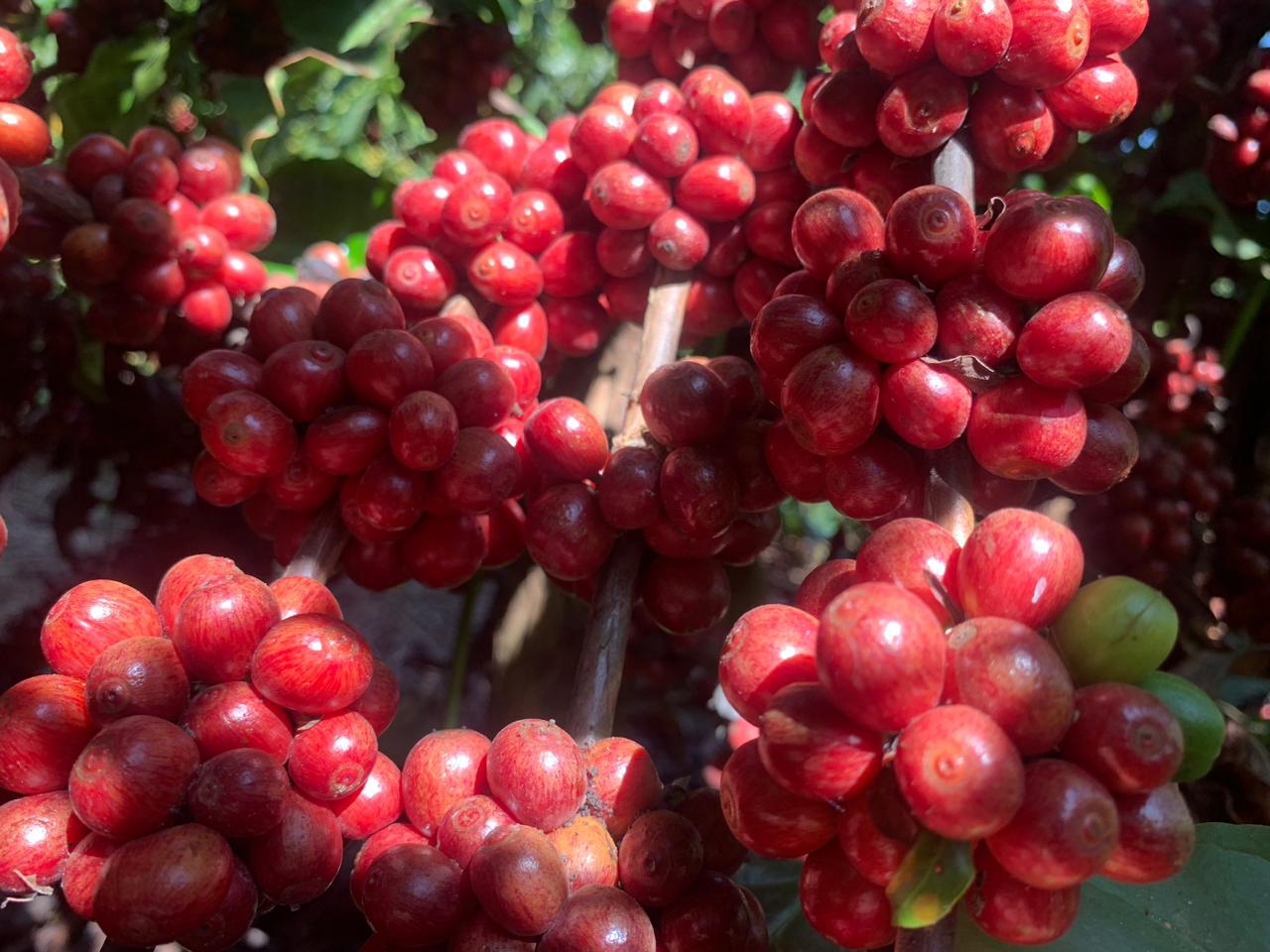 Café abre em queda forte e mercado já precifica safra brasileira: pressão aumenta antes mesmo da colheita ganhar ritmo