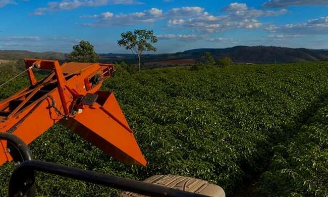 Colheita de café arábica na área da Expocacer avança a 60% do previsto