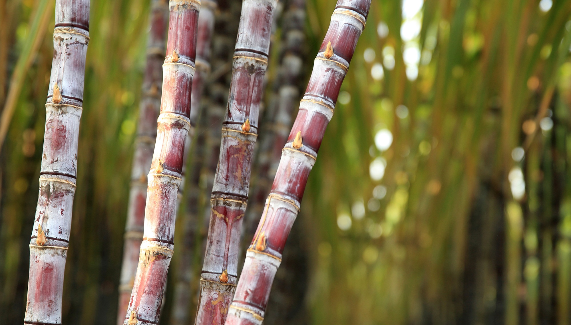 Açúcar recua novamente com projeção de maior produção na Índia