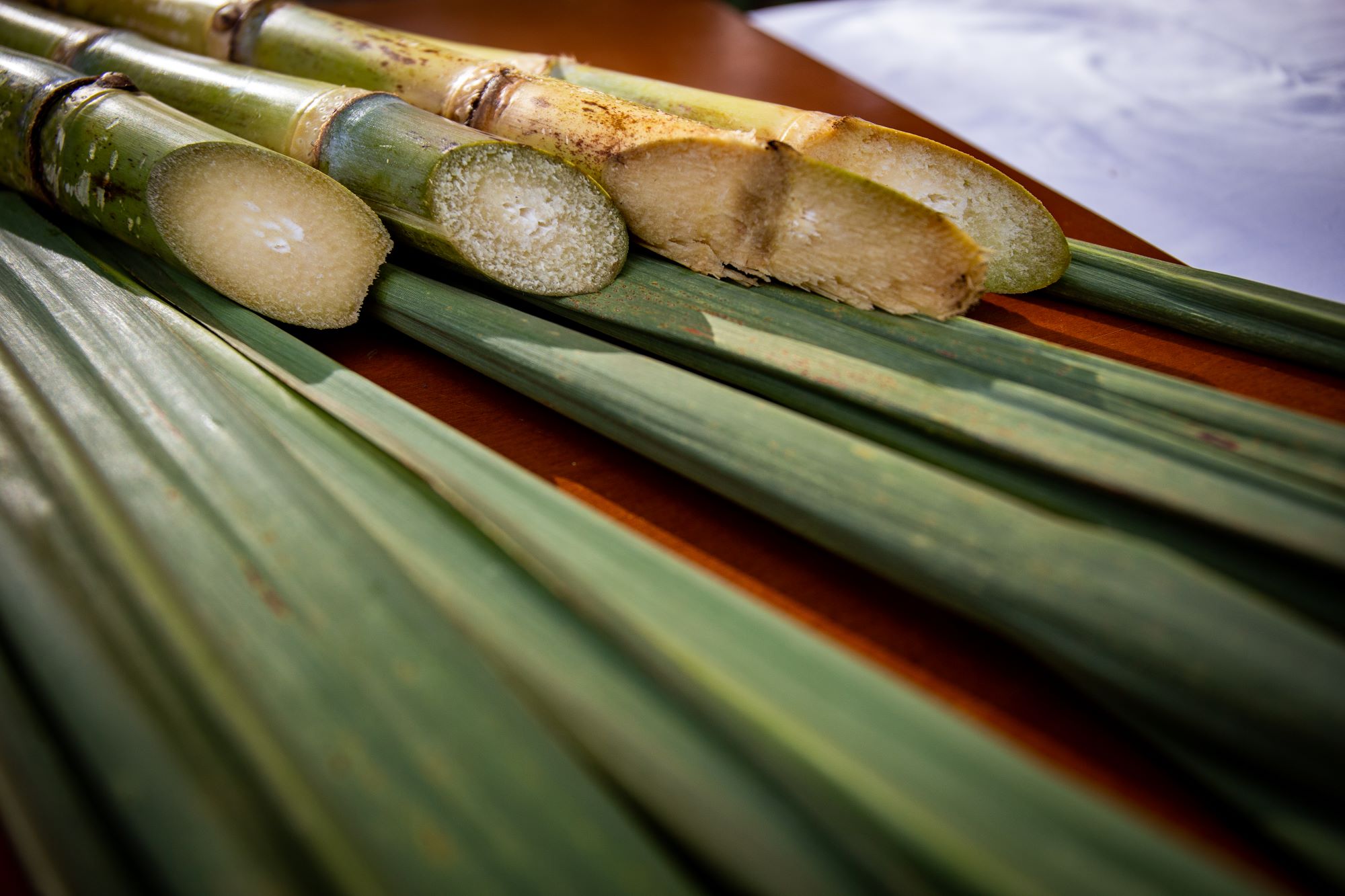 Moagem de cana-de-açúcar atinge 50 milhões  de toneladas na 2ª quinzena de agosto