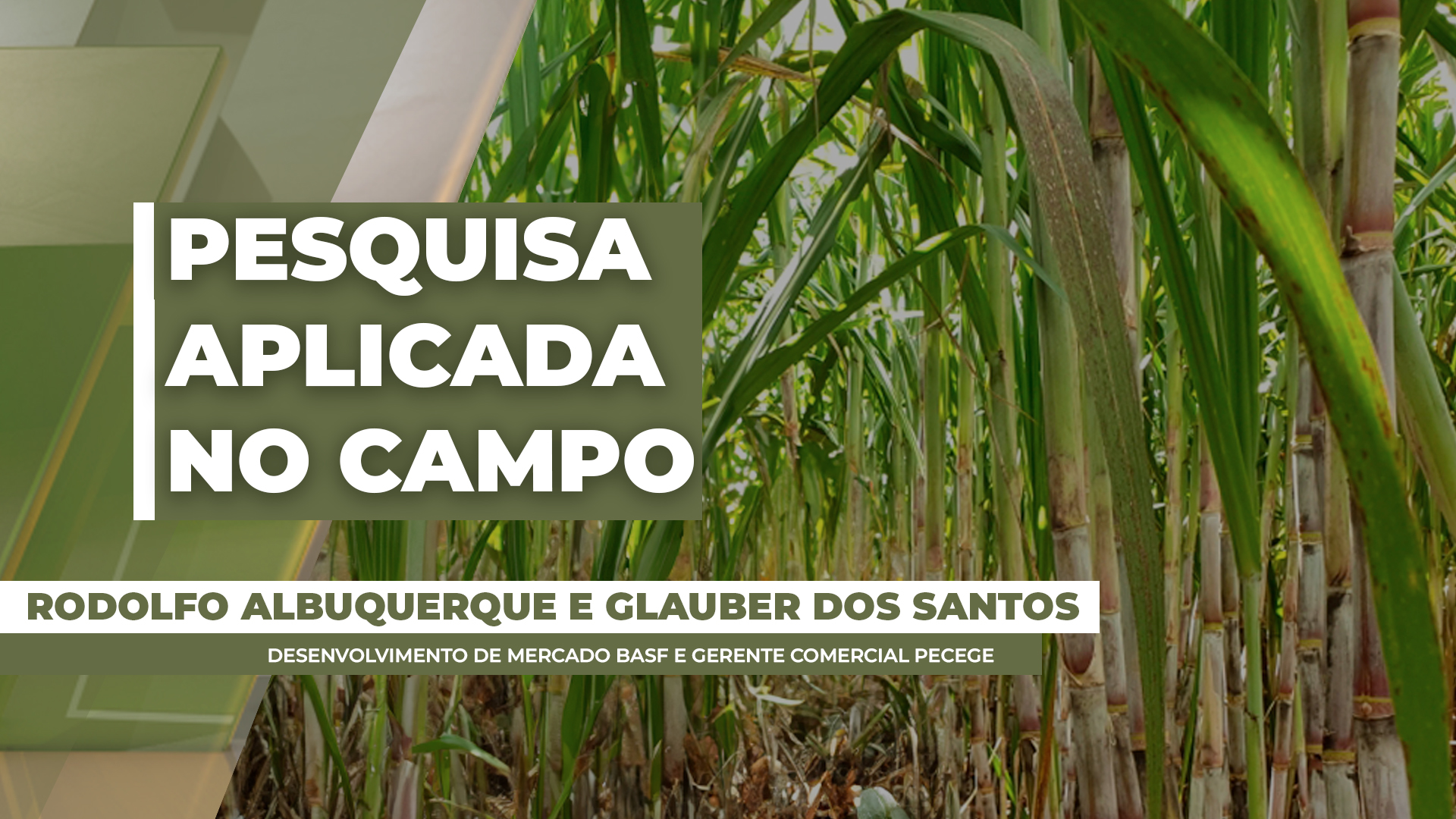 Como o manejo integrado com Muneo® Biokit gera produtividade e valor na cana-de-açúcar