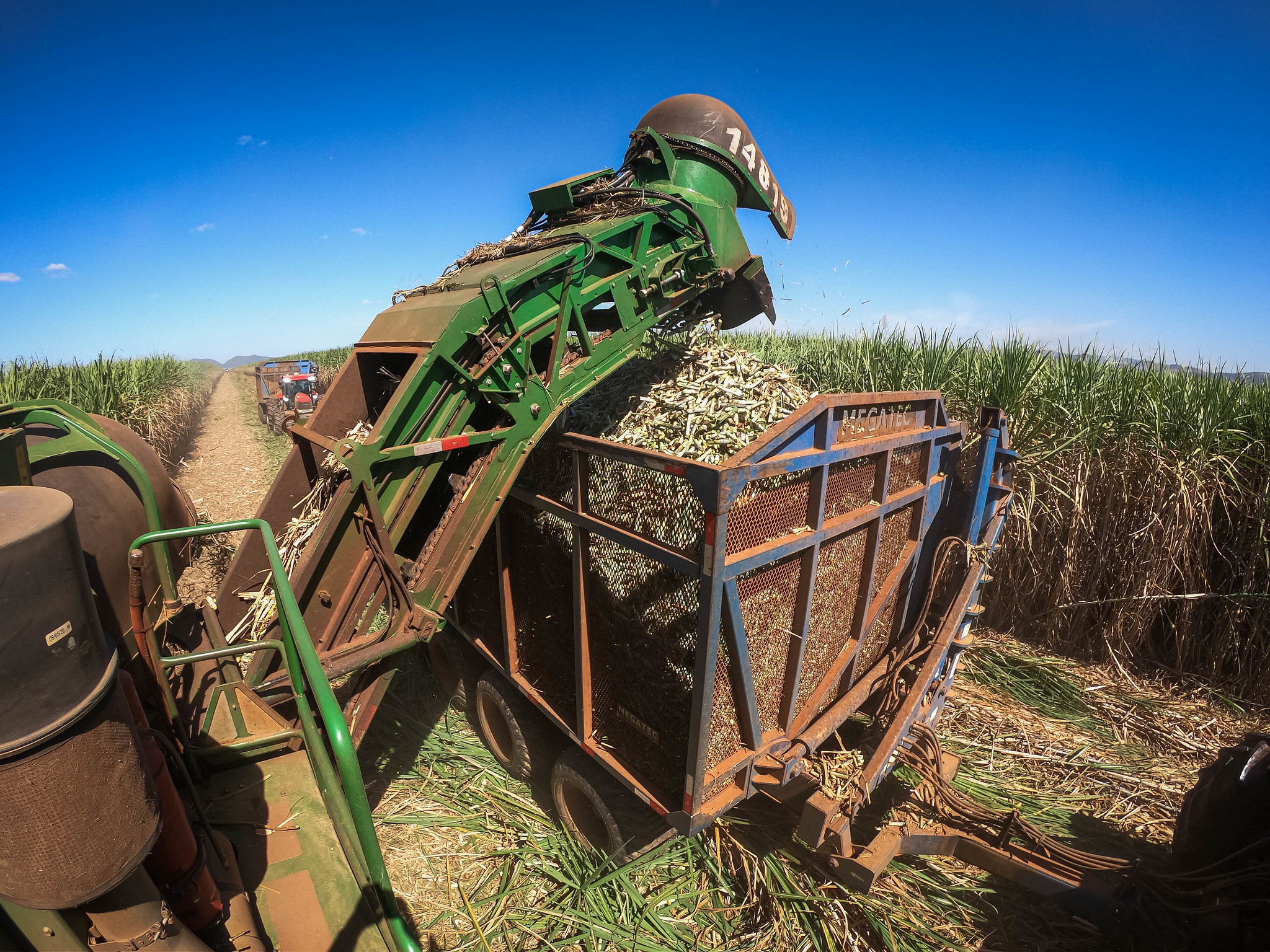 Pesquisa aponta que mais da metade dos canaviais não irão se recuperar das queimadas