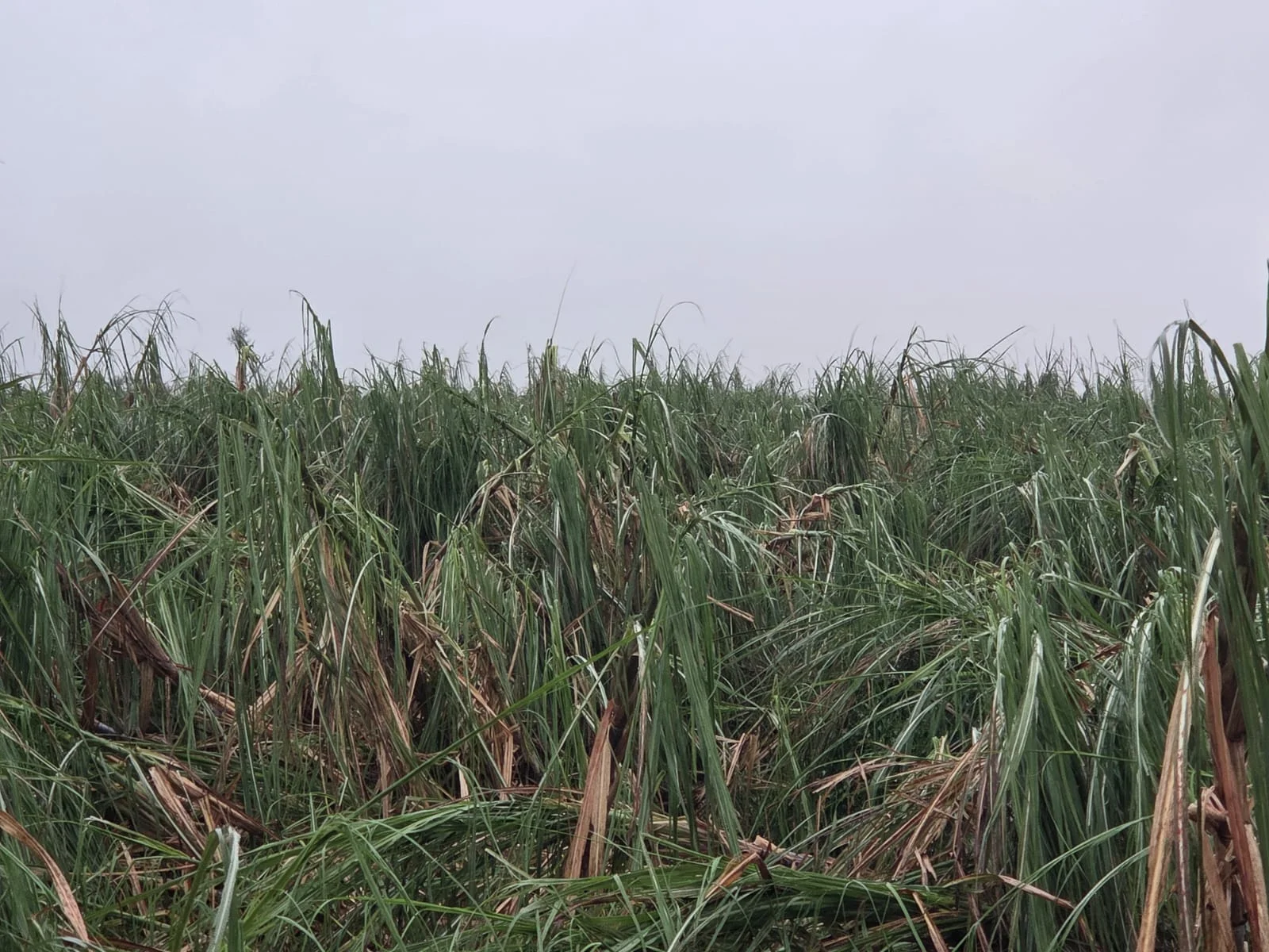 Temporal pode ter atingido até 40 mil hectares de cana, avalia Orplana