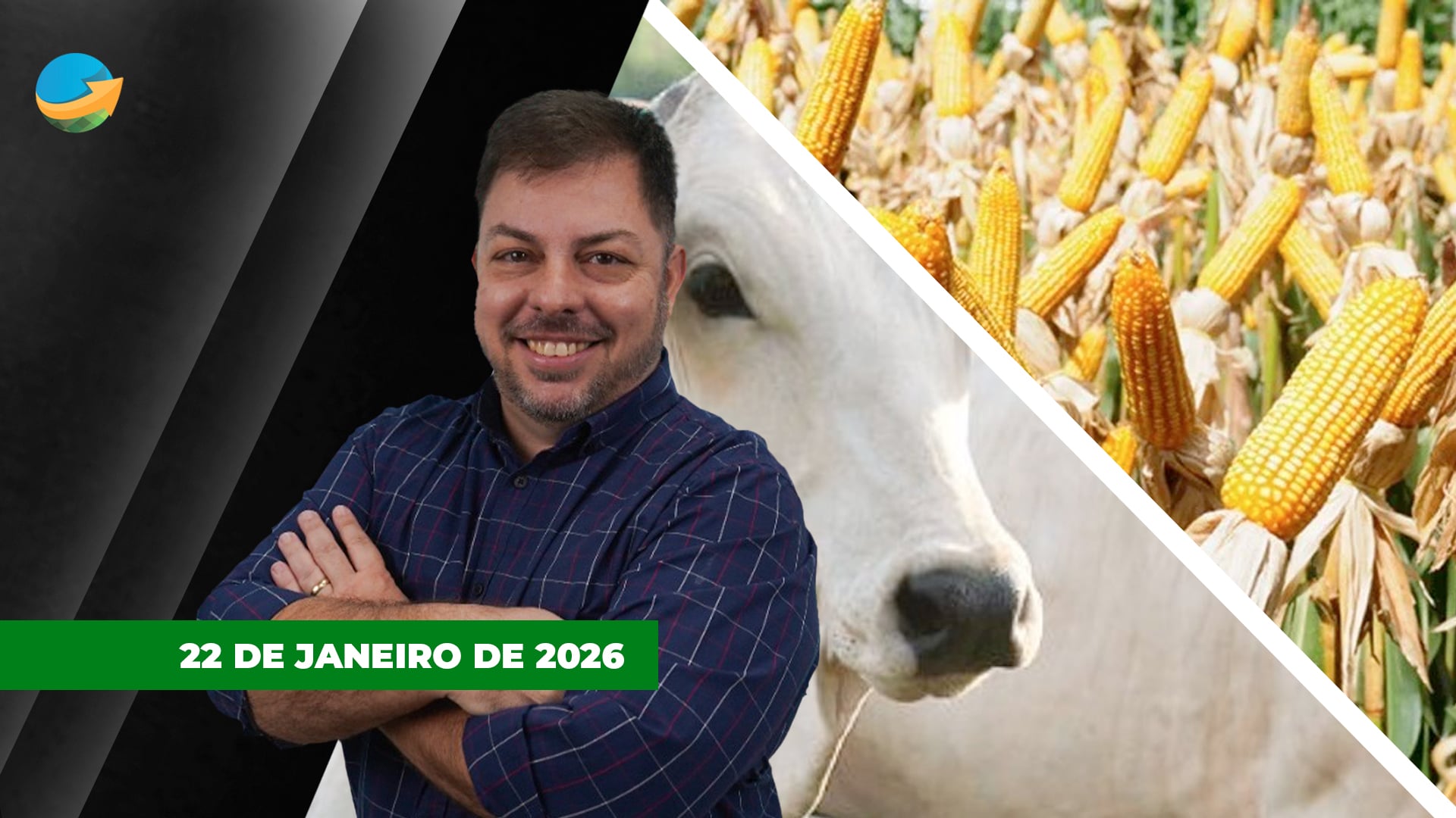 Maior oferta interna pressiona preços do milho na B3. Arroba do boi segue estável, porém com mercado mais brigado