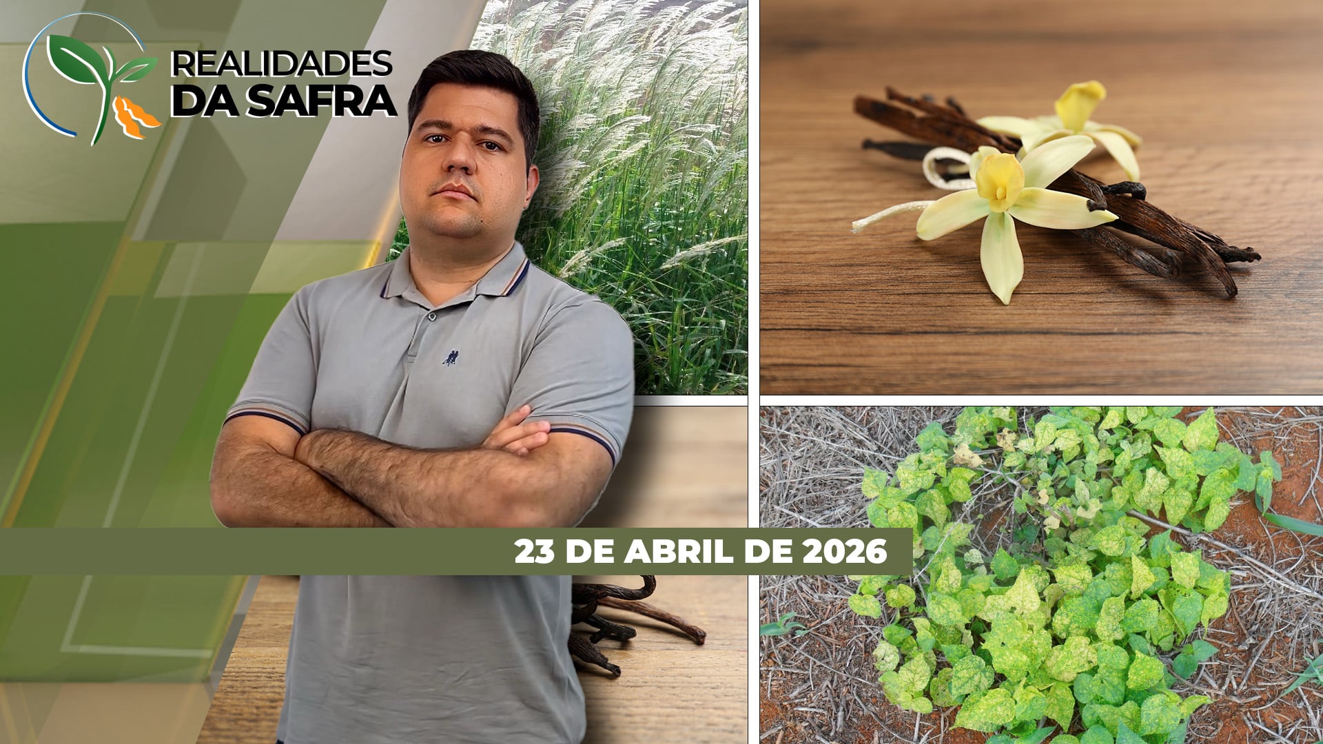 Duas realidades para o milho no Paraná com perdas já consolidadas em Goierê, mas expectativa de boas produtividades em Guaíra