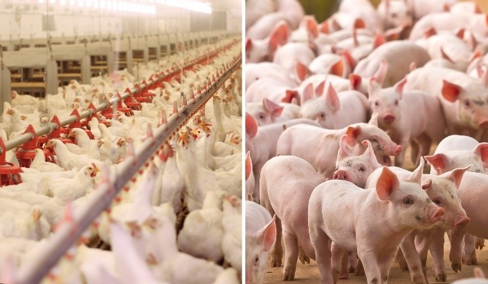 Custos de produção de suínos recuam pelo terceiro mês; frango permanece estável em março