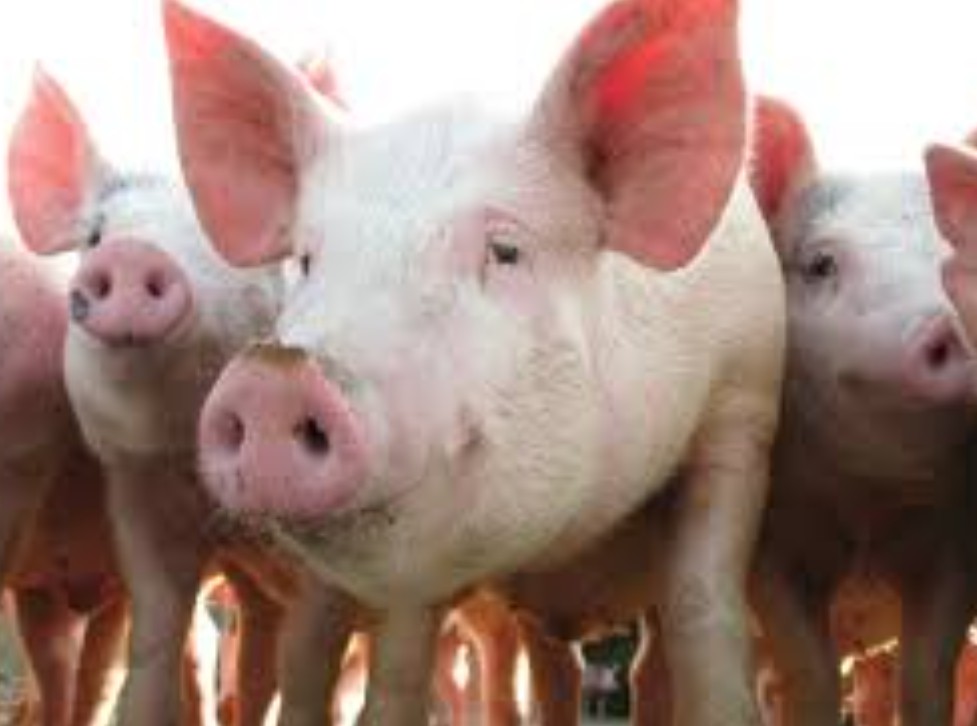 Vacinação contra peste suína ganha força no Piauí e mira pequenos produtores rurais