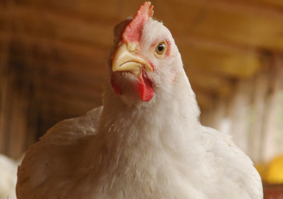 Espanha e Portugal mantêm baixa incidência de influenza aviária e reforçam biossegurança