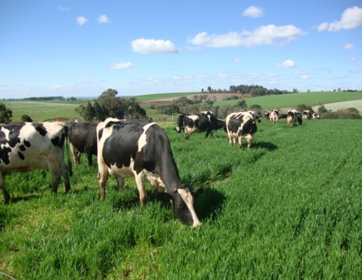GERAR Leite, registra avanço da taxa de prenhez média de  36,7% para 39,4% em vacas leiteiras