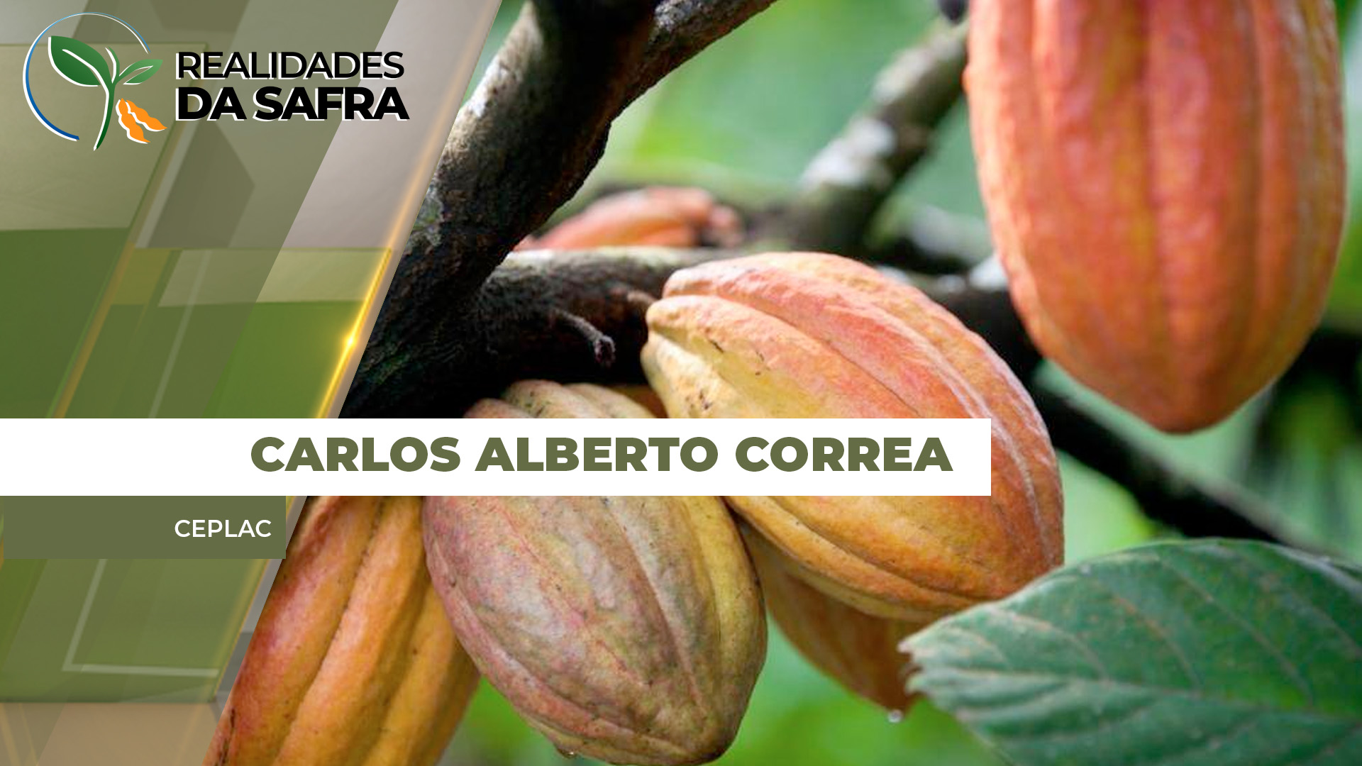 Safra 25 de cacau paraense chega a 141 mil toneladas e gera renda de quase R$6 bi.