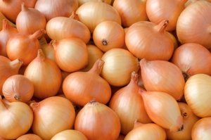 Estação Experimental da Epagri em Ituporanga comemora 35 anos com lançamento de cebola resistente a doenças e pragas - Notícias Agrícolas
