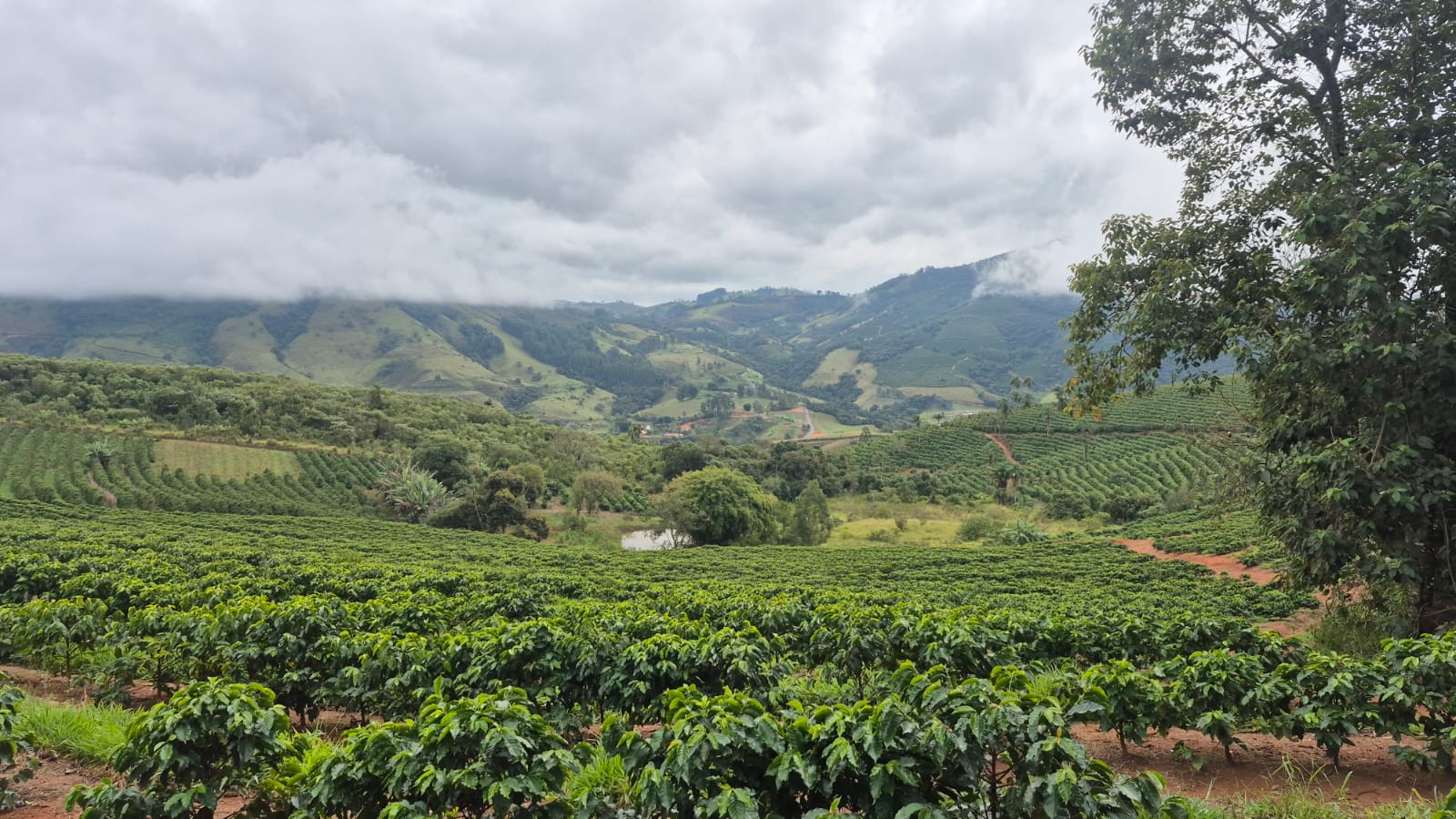 Chuvas travam colheita no Sul de Minas, derrubam qualidade do café e elevam custos para produtores