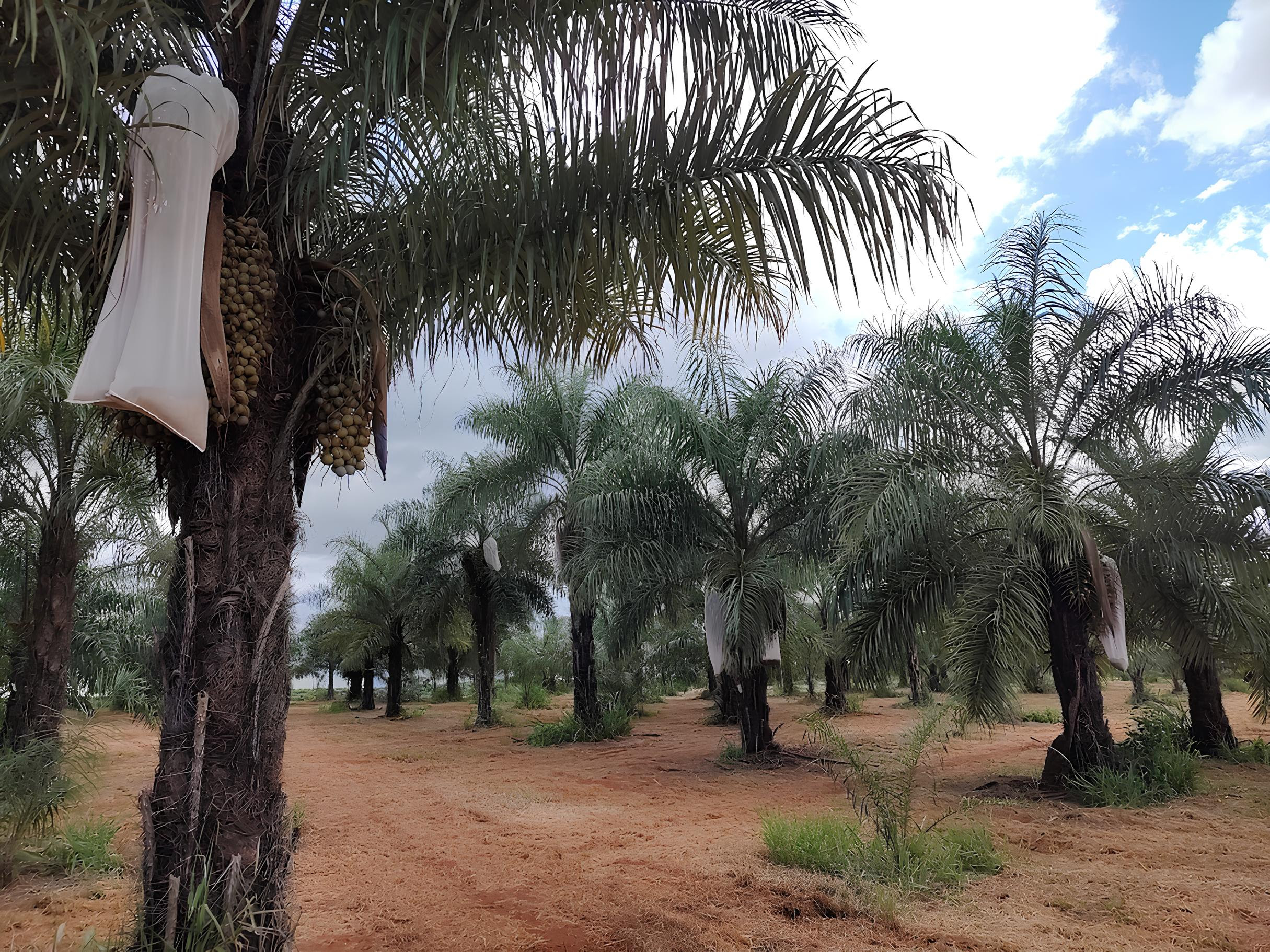 IAC avança em projeto inovador para multiplicação de plantas superiores por biotecnologia