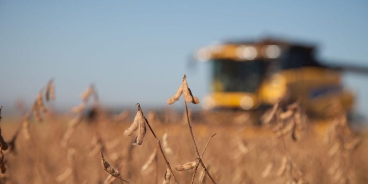 Colheita da soja no BR caminha para fase final e chega a 79,59% da área, informa Pátria