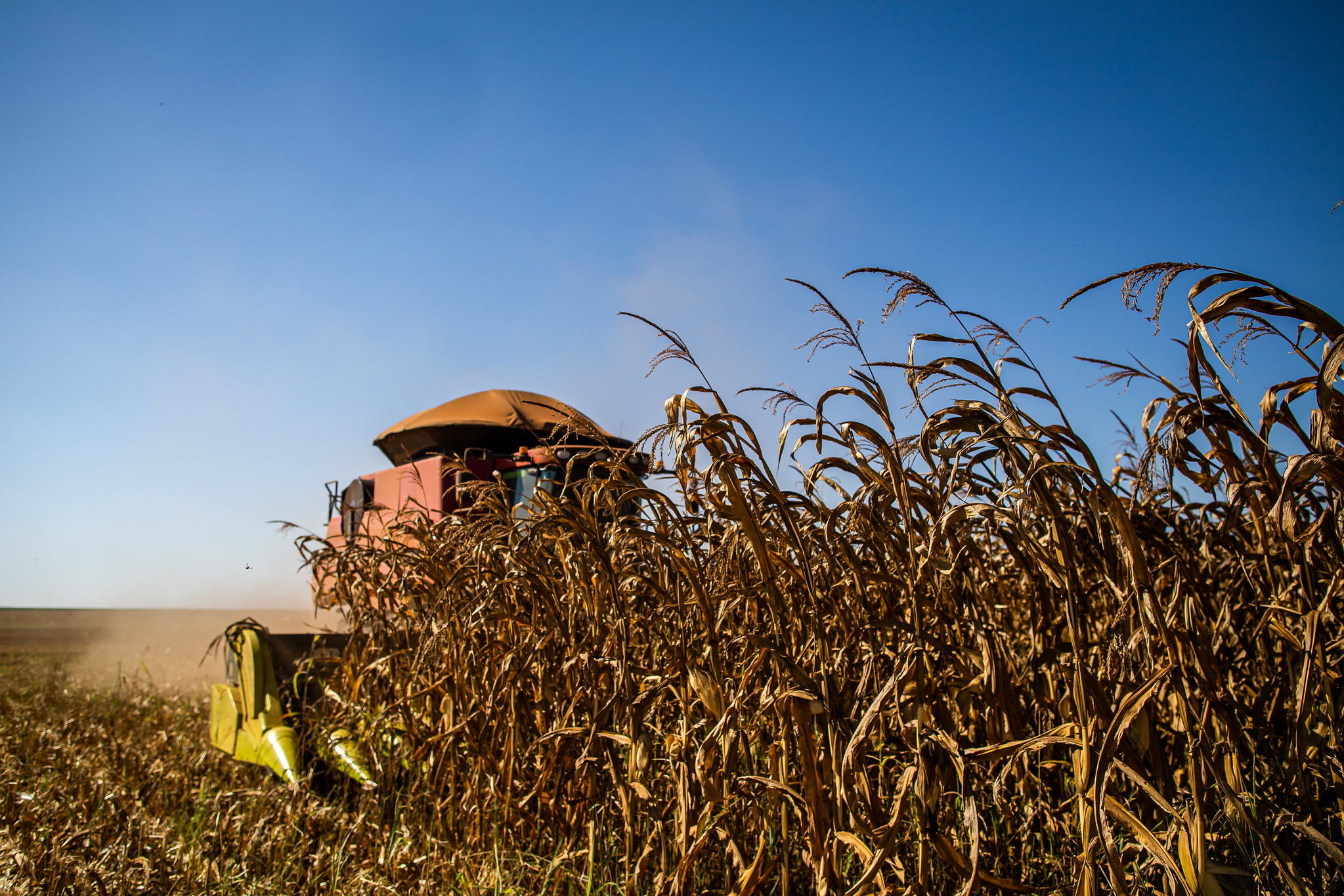 Deral indica colheita do milho em 94% no Paraná; plantio de verão já está em 9%