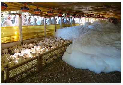 Espuma para matar e salvar