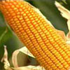 Safras & Mercado reduz colheita de milho do Brasil, mas ainda vê leve avanço anual