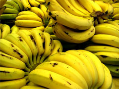 Vendavais seguram alta dos preços da banana em Santa Catarina