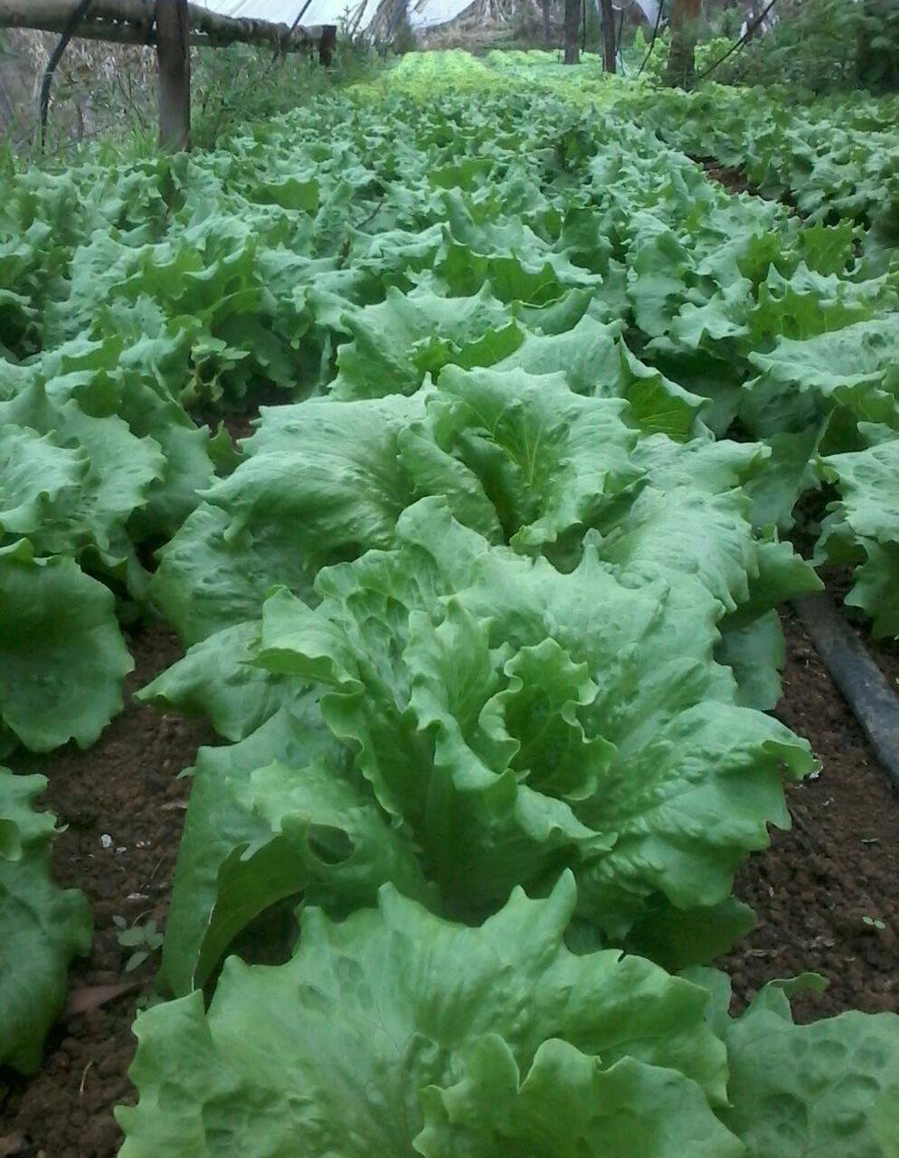 Alface/Cepea: Oferta ajustada favorece preços no cinturão verde paulista