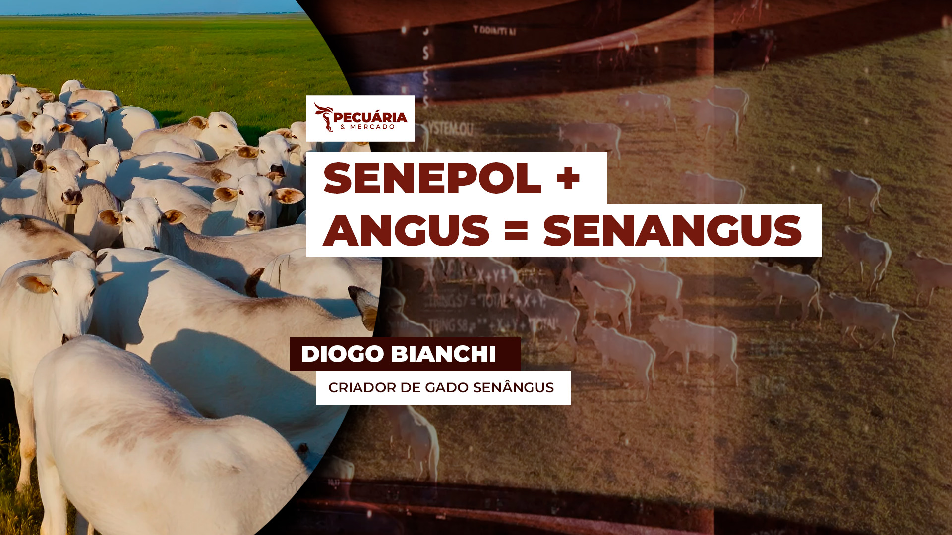 Conheça o Senangus, nova raça bovina voltada à produção de carne premium