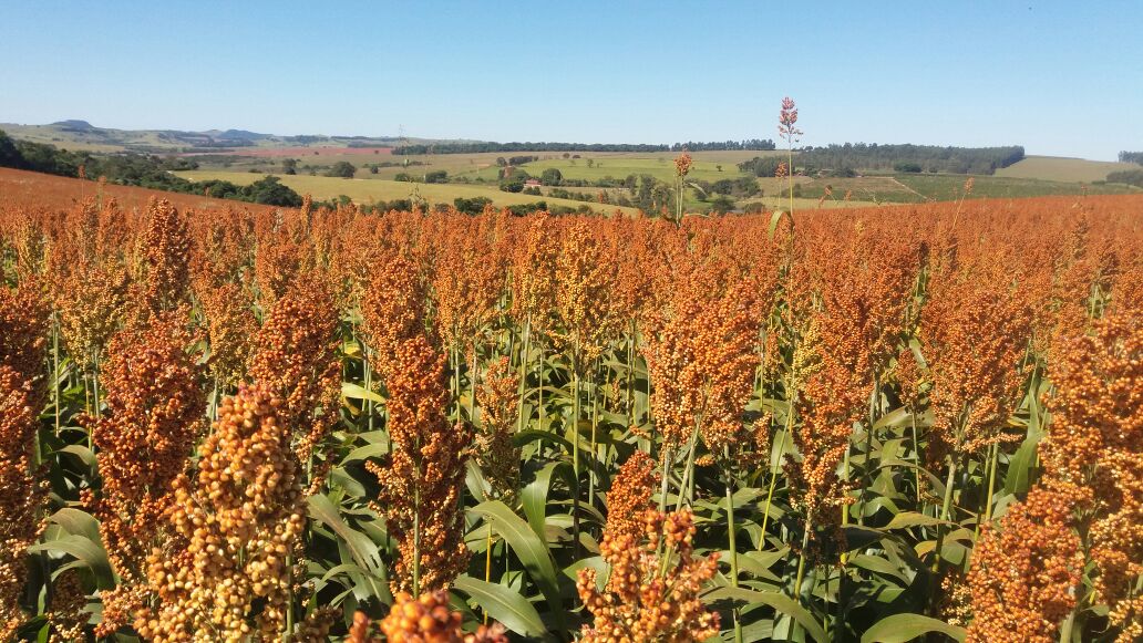 Abramilho celebra expansão da produção do sorgo no Brasil