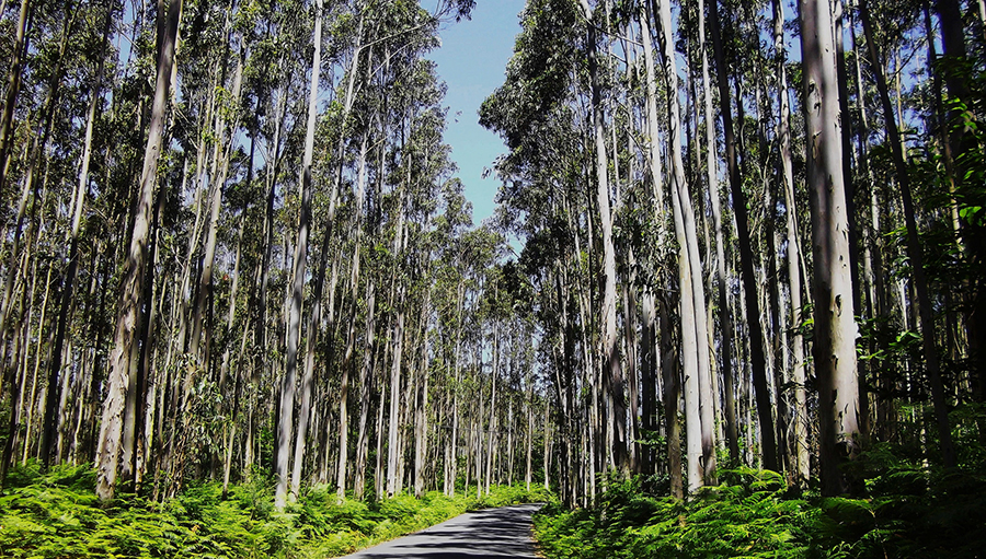 Silvicultura se consolida como importante pilar do agronegócio paulista, com destaque para o eucalipto e o pinus