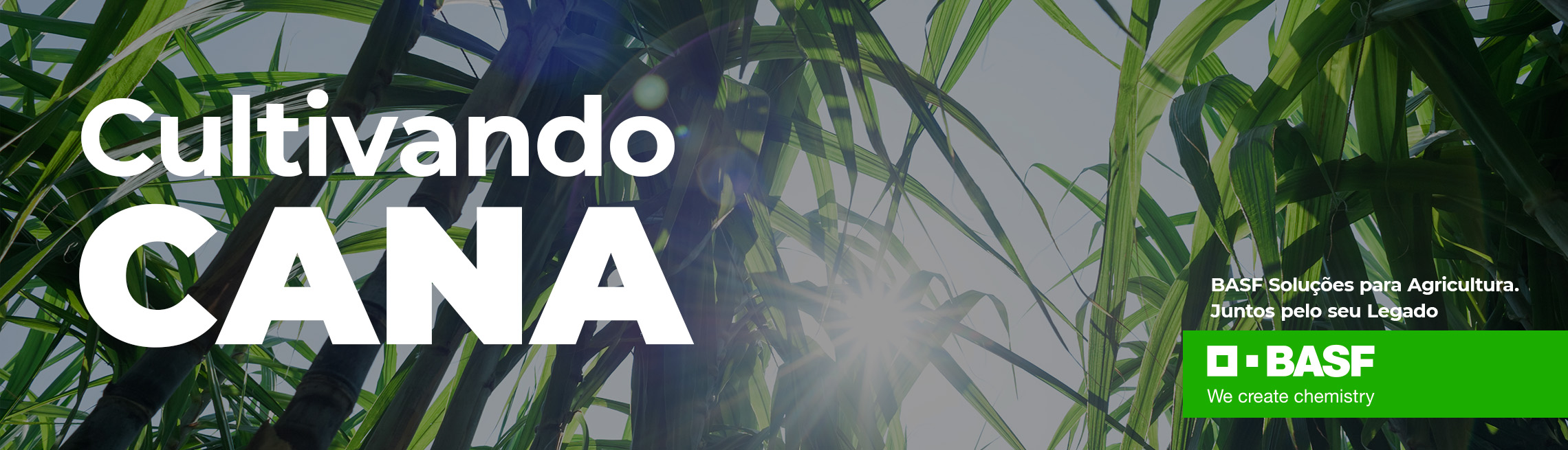 BASF | Cultivado Cana