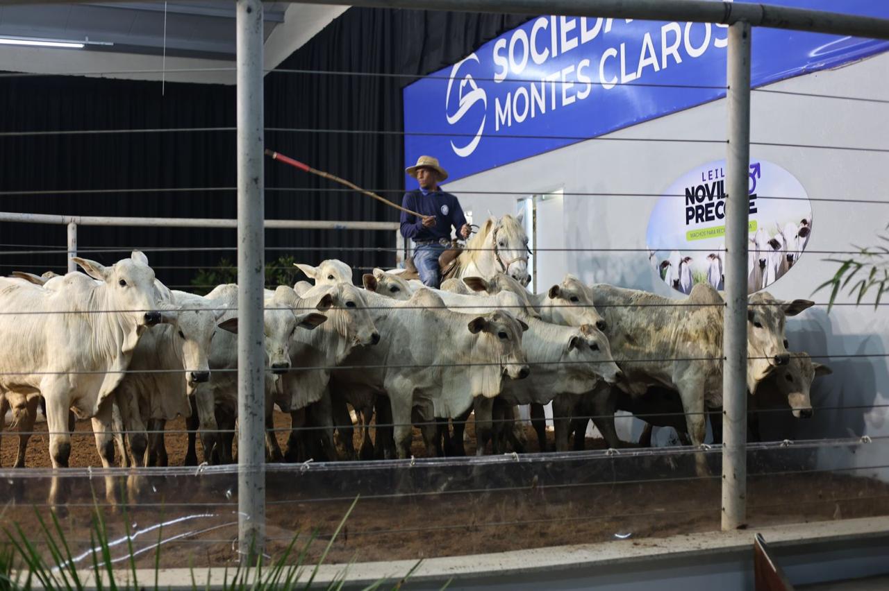 Agenda de Leilões da Expomontes 2026 Deve Movimentar Cerca de R$ 20 Milhões em Negócios