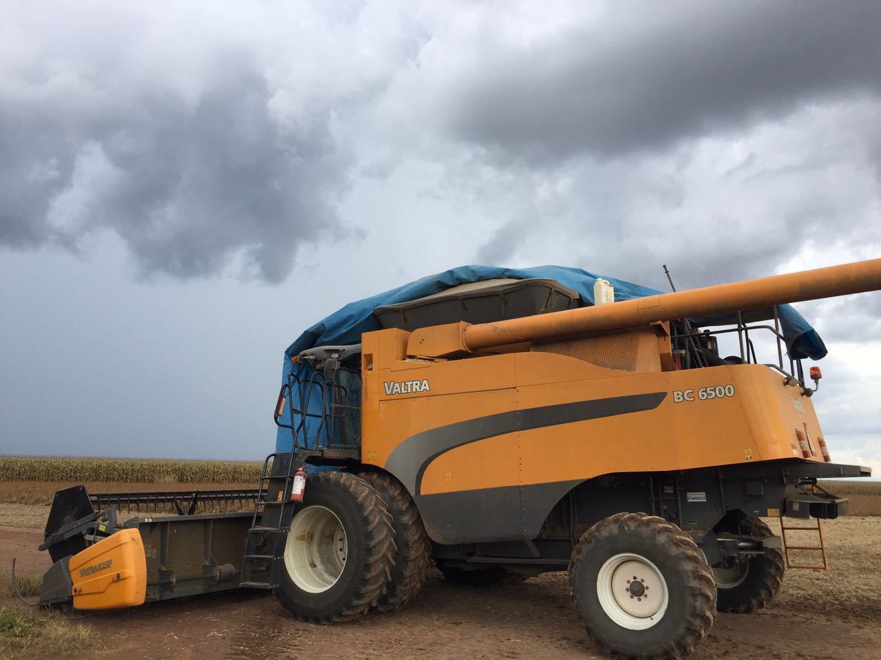 Chuva atrasa colheita do milho e afeta desenvolvimento do trigo no Paraná