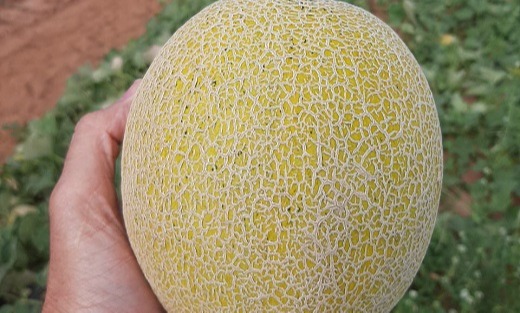 Melão/Cepea: Cotações sobem um degrau a cada semana