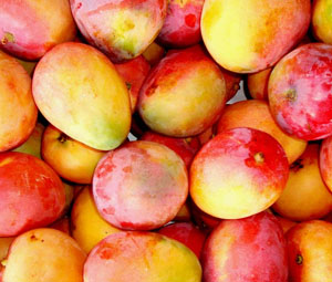 Fruticultores se reúnem em Petrolina para criação da indicação geográfica da manga e da uva do Vale do São Francisco