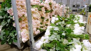 Flores perdidas Holambra floricultura Coronavírus