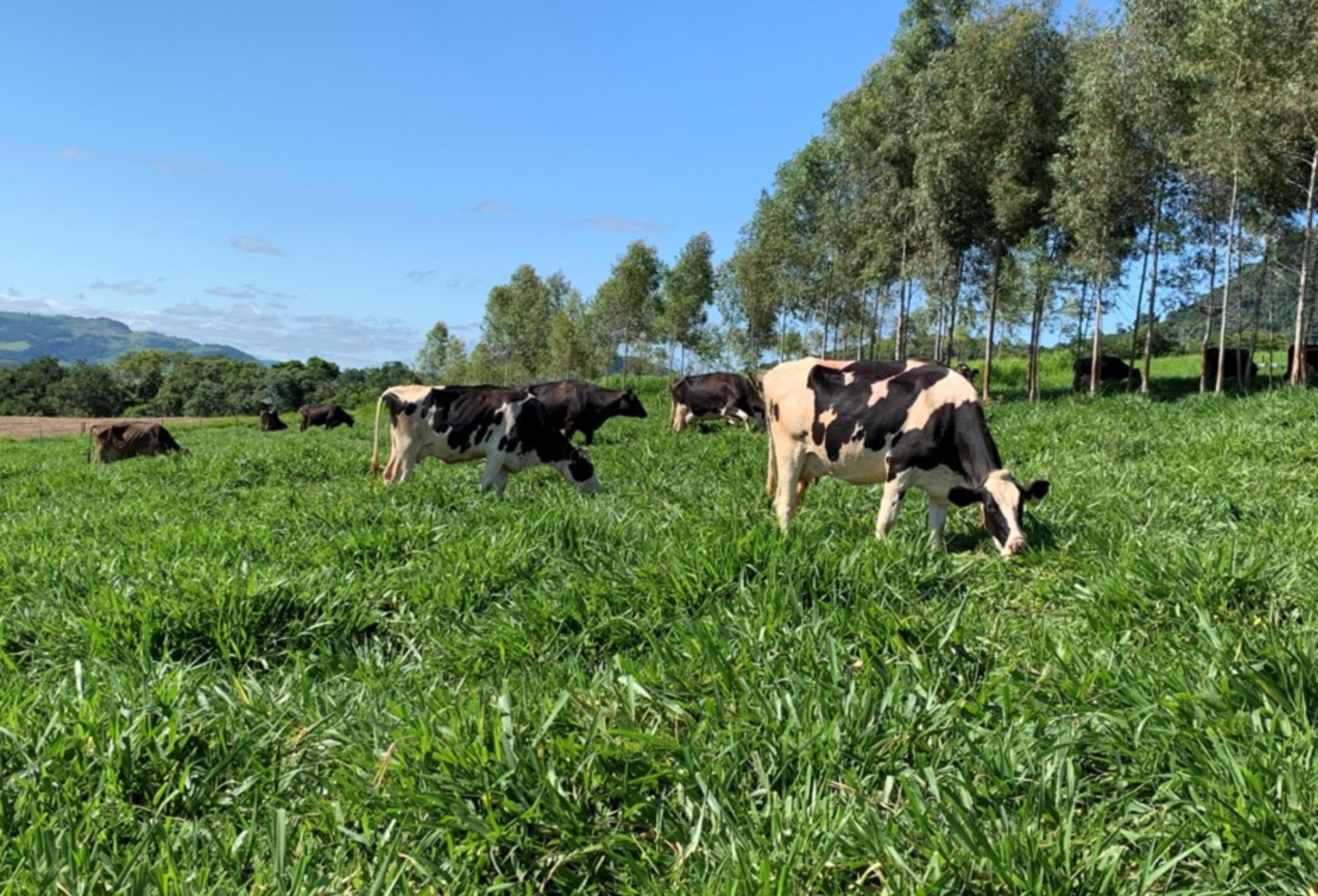Fazenda eleva produção de leite em 50% após ajustes em manejo e ordenha