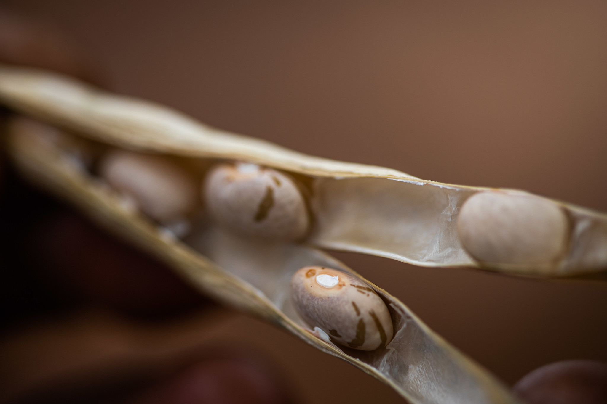 Na contramão da inflação: feijão fica mais barato e garante alívio na mesa dos brasileiros