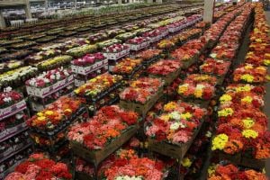 Floricultura brasileira cresce quase 10% e movimenta mais de R$ 21 bilhões