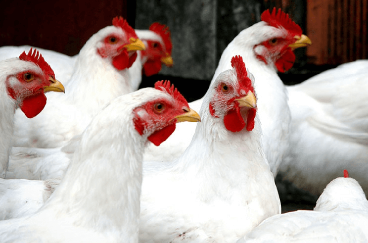 Doenças respiratórias na avicultura entram em debate durante o 26º SBSA