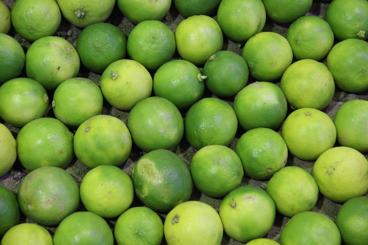 Citros/Cepea: Clima frio na Flórida deve prejudicar pomares de laranja