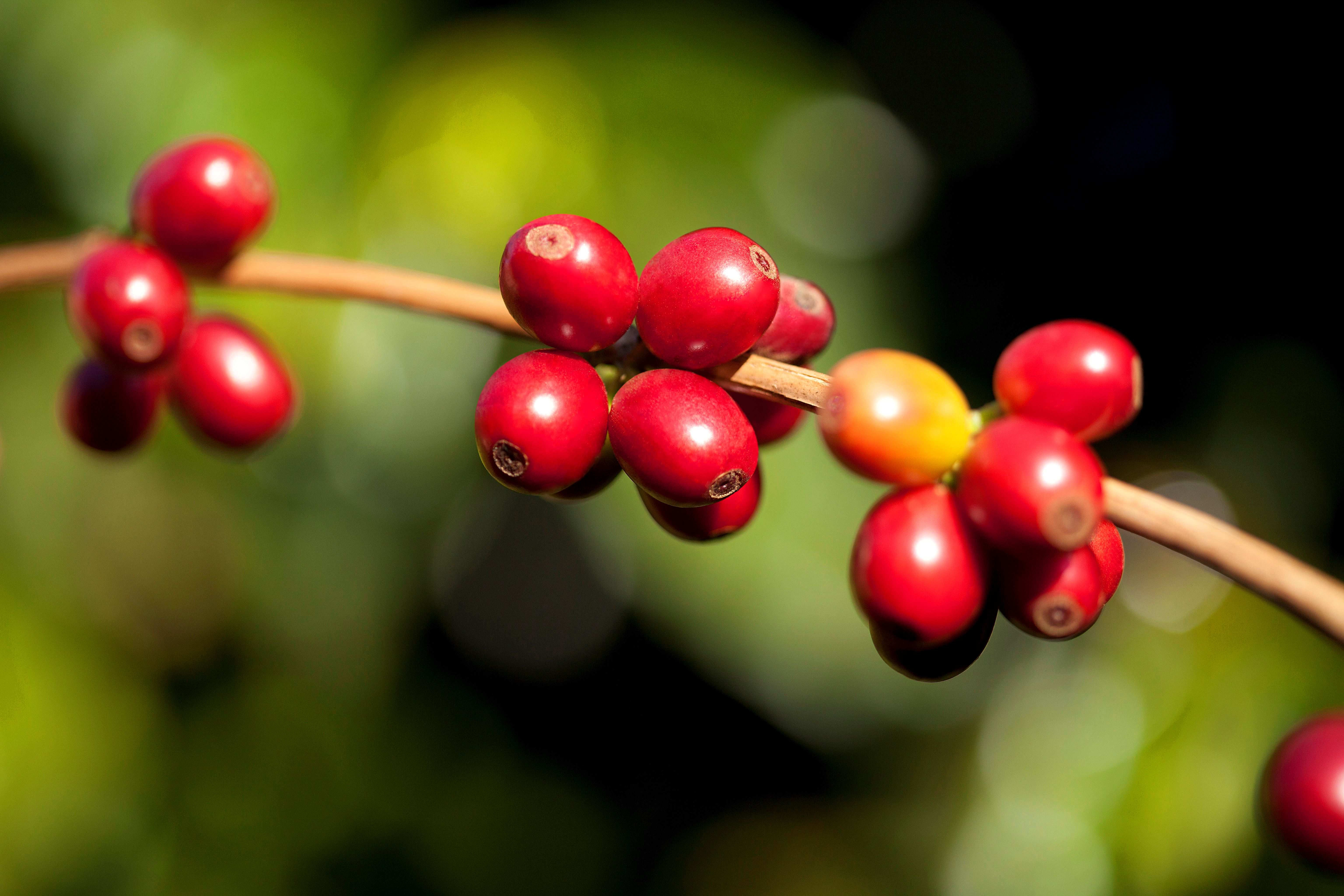 Colheita de café de cooperados da Cooxupé avança para 20,1% da área