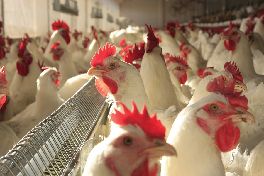 Avicultura de Mato Grosso não supre demanda externa após vetos a SC
