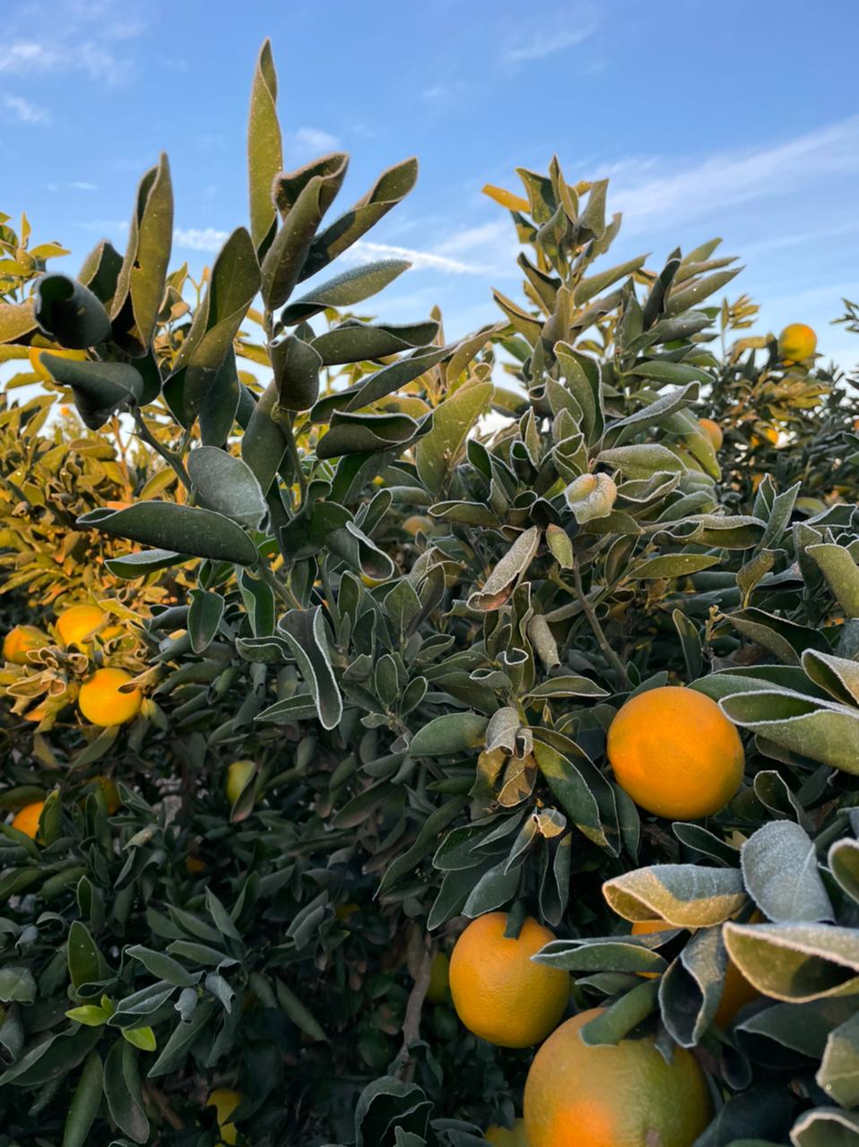 Citros/Cepea: Tahiti está em entressafra e qualidade segue prejudicada