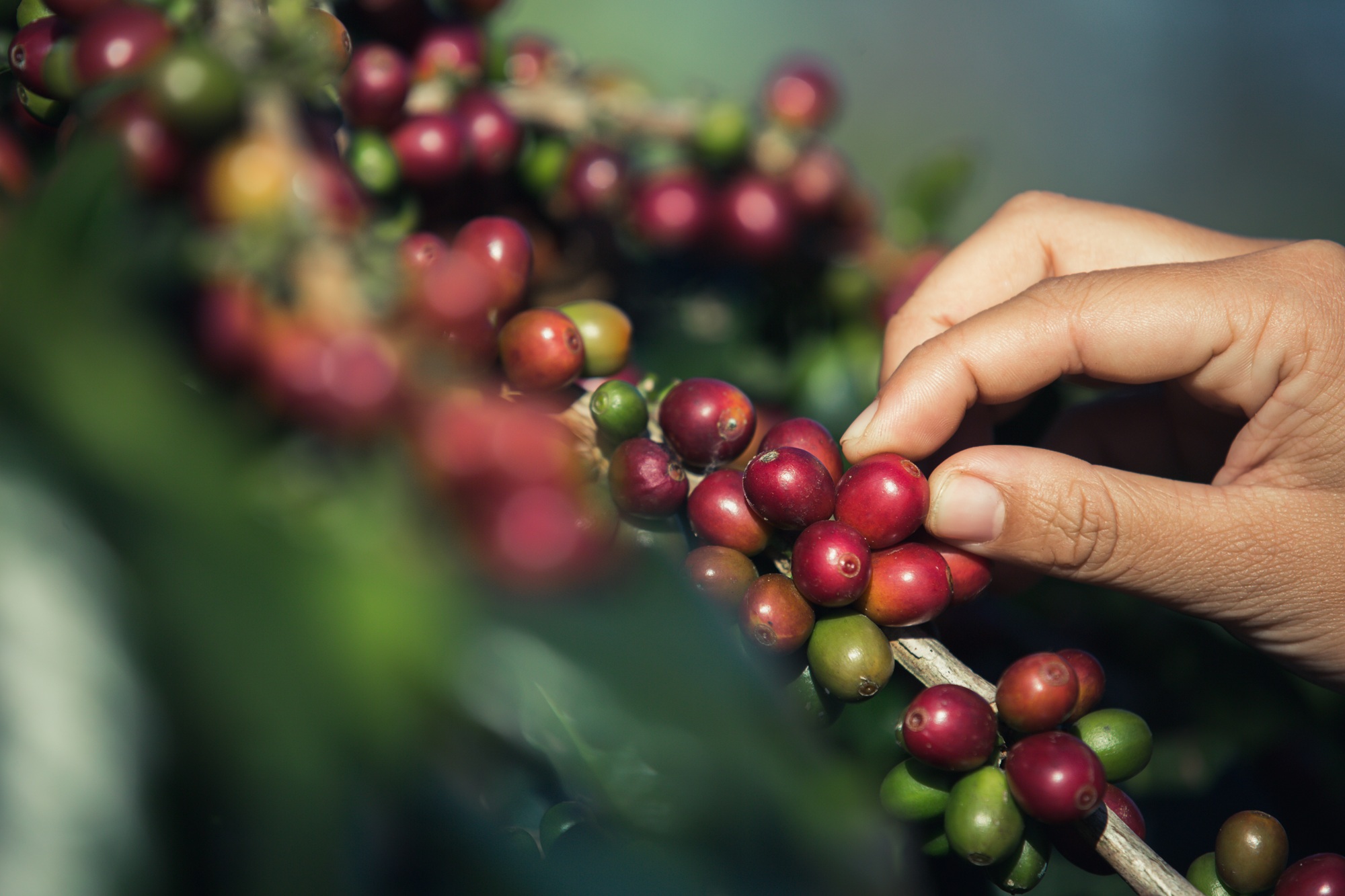 Um mês volátil para o café: arábica e robusta atingem máximas de 3 meses em agosto, avalia Hedgepoint