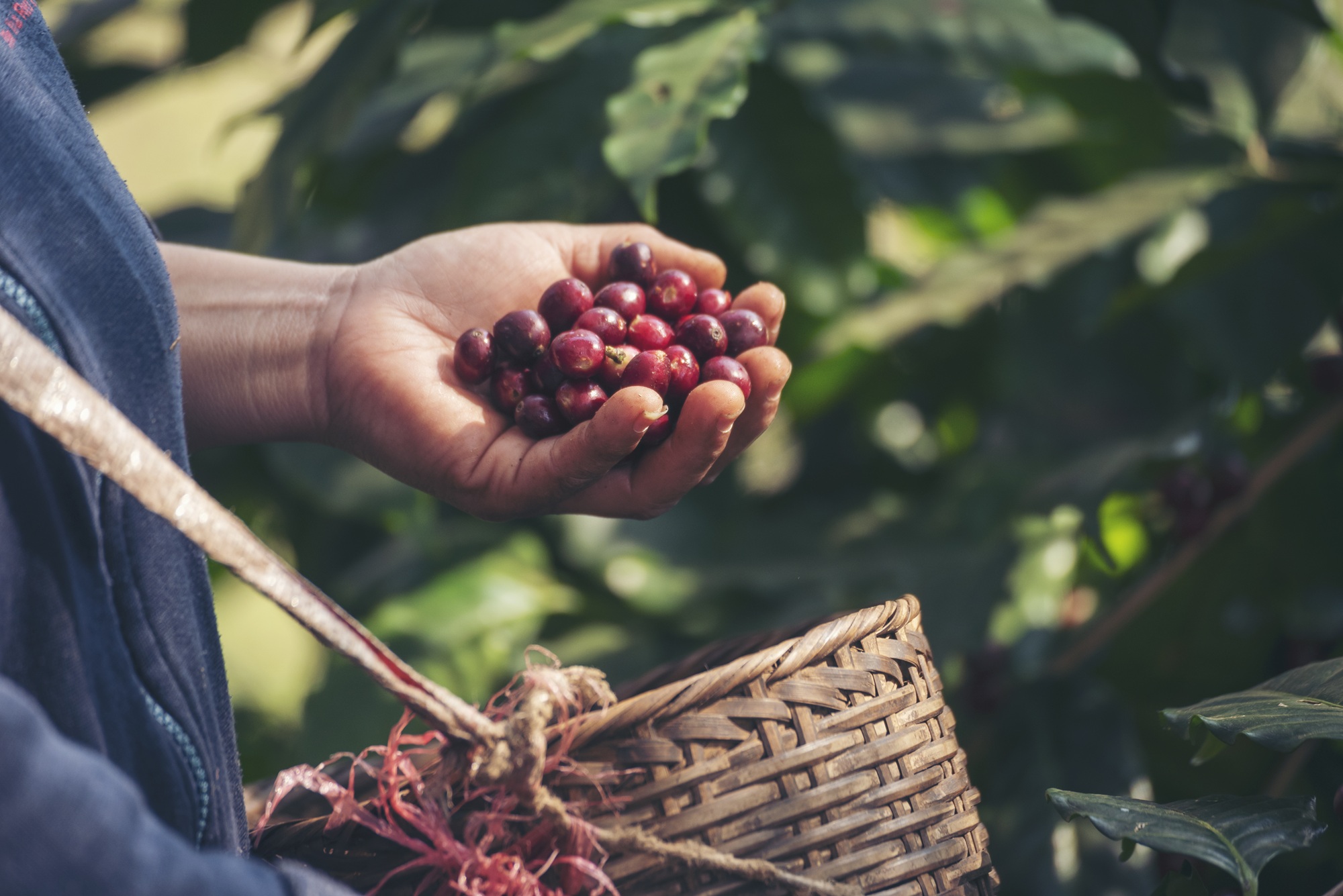 Café/Cepea: Frente fria limita queda dos preços; colheita tem ritmo lento