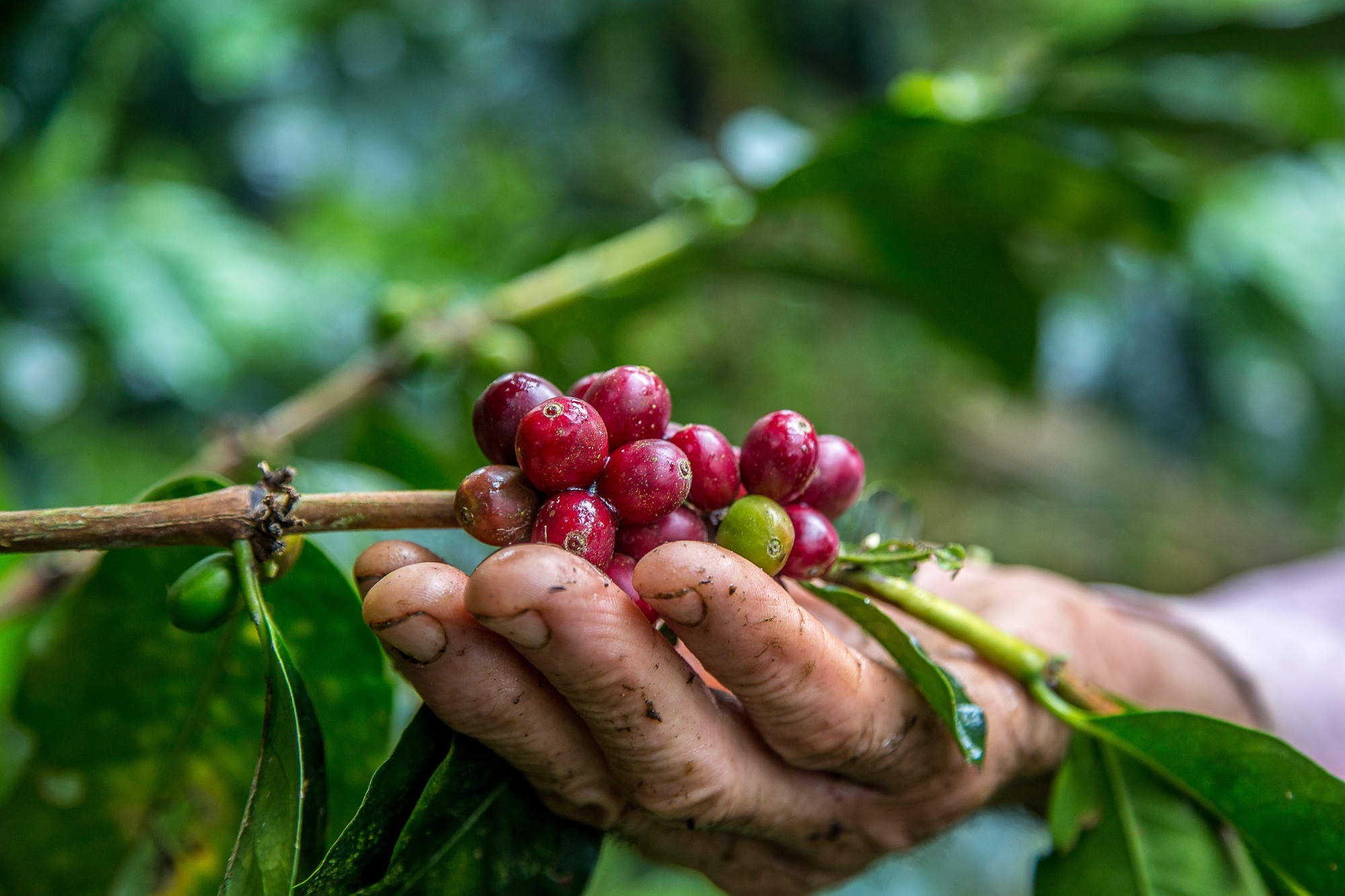 Preocupação com a oferta consolida os ganhos nos preços do café no fechamento desta 4ª feira (03)