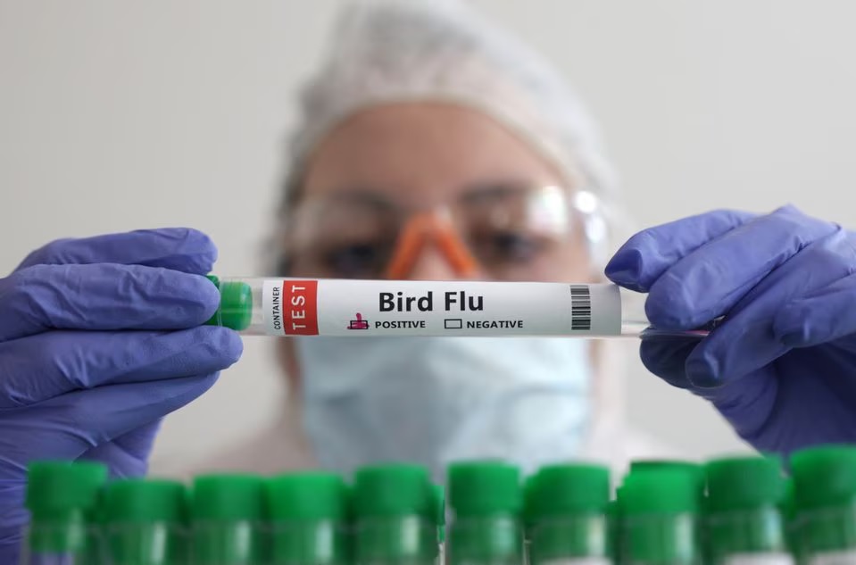 União Europeia reconhece Brasil como livre de gripe aviária e autoriza retomada das exportações de frango