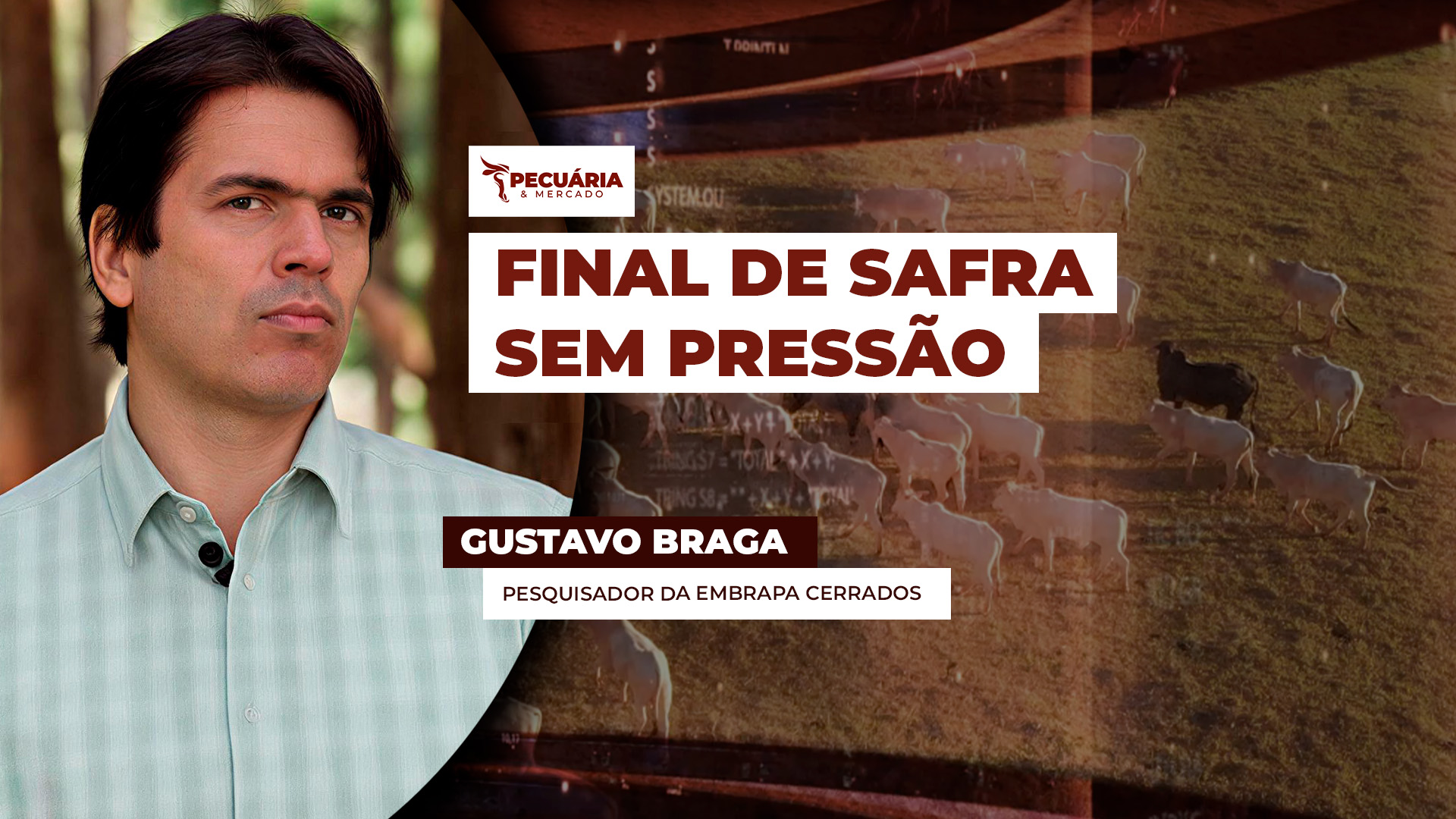 Conheça a BRS Carinás, a primeira cultivar brasileira de Brachiaria decumbens da Embrapa